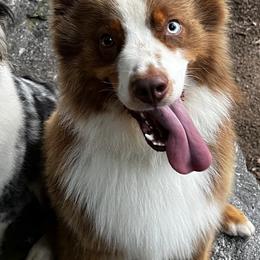 Australian Shepherds from Brushy Mountain Aussies