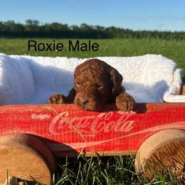 Boy 1 - Red  male Goldendoodle puppy in Wever, Iowa from JK Royal Lines