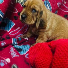 Ember - Red and white male Basset Hound puppy in Oviedo, Florida from Boss Farms