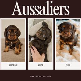 Companion Cross puppies from The Darling Pup