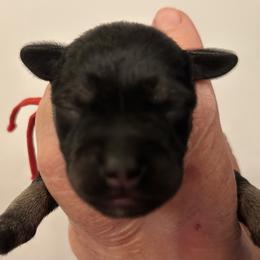 Ace - Black male Miniature Schnauzer puppy in Newburgh, Indiana from Lakehouse Miniature Schnauzers of Southern Indiana
