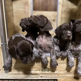 German Shorthaired Pointer Puppies from Harris Enterprise & Kennels LLC