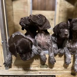 German Shorthaired Pointer Puppies from Harris Enterprise & Kennels LLC