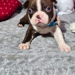 Iyo Sky - Red female Boston Terrier puppy in Millers Creek, North Carolina from Tumbling Shoals Hilltop Bostons
