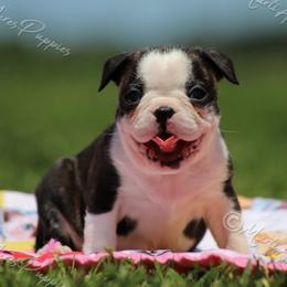 AKC 'Babbs' - Black brindle and white female Boston Terrier puppy in Lamar, Missouri from Marti Acres ~ Boston Terrier & Beagles