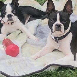Boston Terrier Puppies from Woof Pack