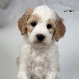 Comet - Parti male Goldendoodle puppy in Milford, Indiana from Railway Acres Kennel