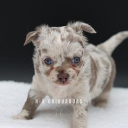 Hymer - Merle male Chihuahua puppy in Tulsa, Oklahoma from H-3 Chihuahuas