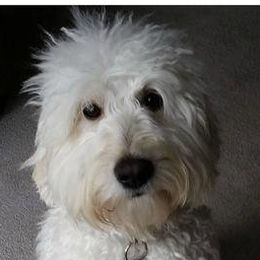 Australian Labradoodle adult dog