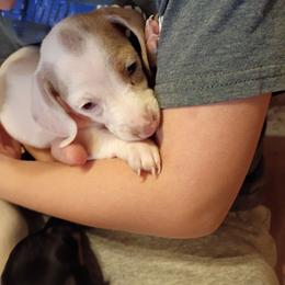 Girl 4 - Fawn (isabella) and tan female Dachshund puppy in Gracemont, Oklahoma from Frank's Mini Doxies