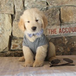 Golden Retriever Puppies from DoubleTake Goldens