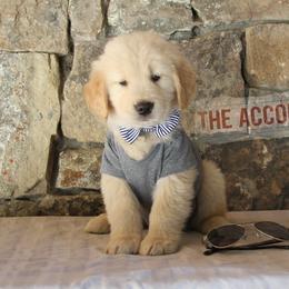 Golden Retriever Puppies from DoubleTake Goldens