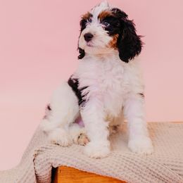 Bernedoodle and Cavapoo Puppies from Coffey House Doodles