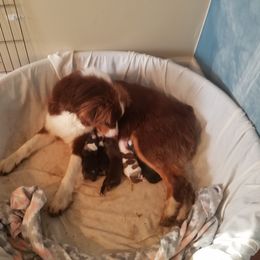 Australian Shepherd Puppies from Covenant View Farm Australian Shepherds