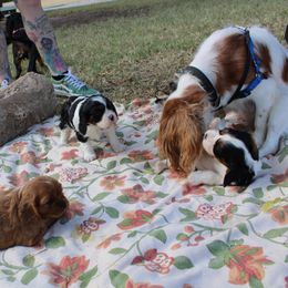Cavalier King Charles Spaniel Puppies from Critter's Cottage Cavaliers