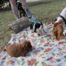 Cavalier King Charles Spaniel Puppies from Critter's Cottage Cavaliers