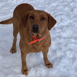 Labrador Retriever All Grown Up from Greenwing Kennel