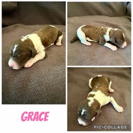 Grace - Parti female Poodle puppy in Piqua, Kansas from Legacy Farms Standard Poodles