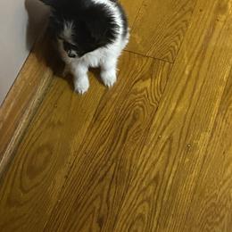 Freddie - White black and tan male Papillon puppy in Derry, New Hampshire from A Circle Of Love Papillons