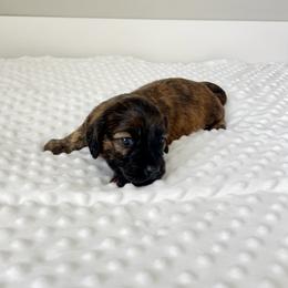 Red Brindle female (masked) - Brindle female Dachshund puppy in Shelley, Idaho from Journey’s End Dachshunds