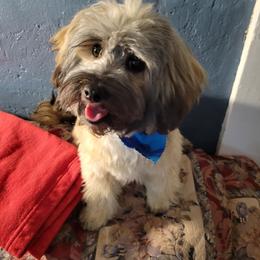 Maverick - Maltipoo