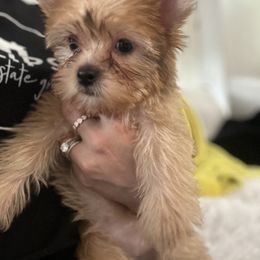 Yorkshire Terrier Puppies from Sugar & Spice Yorkies