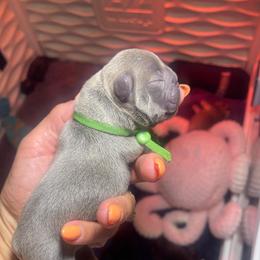 Jeff lilac from OFA'd parents - Fawn male French Bulldog puppy in Billings, Montana from Montana Made Frenchies