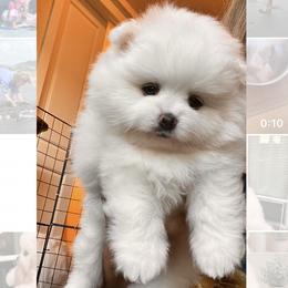 Pomeranian puppies from Moore Poms
