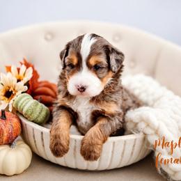 Maple - Blue merle female Bernedoodle puppy in Athens, Alabama from Brewing Doodles