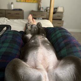 French Bulldog Puppies from Heavenly French Bulldogs