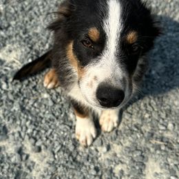 Australian Shepherd puppies from Rustic Canyon Acres