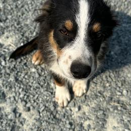 Australian Shepherd puppies from Rustic Canyon Acres