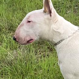 Pearl - Bull Terrier