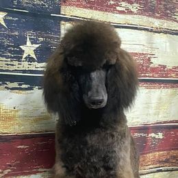 Seal - Poodle
