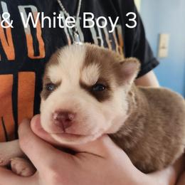 Copper and White Boy 3 - Brown and white male Siberian Husky puppy in Jonesboro, Arkansas from L & A Animal House Siberian Huskies