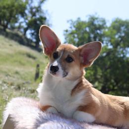 Beautiful Red Female - Red Pembroke Welsh Corgi puppy in Tehachapi, California from Three Heart's Pembroke Welsh Corgis