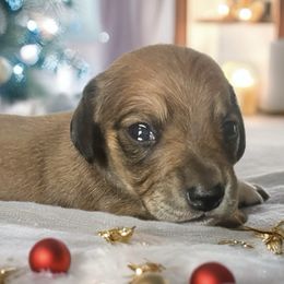 Daisy - Red female Dachshund puppy in Sharon Springs, New York from Show Us The Way Homestead