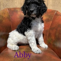 Double Doodle, Goldendoodle, and Pyredoodle Puppies from Little Muddy Doodles