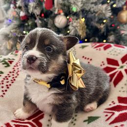 Corn Soufflé - Blue female Pembroke Welsh Corgi puppy in Norman, Oklahoma from Charm Farm Corgis