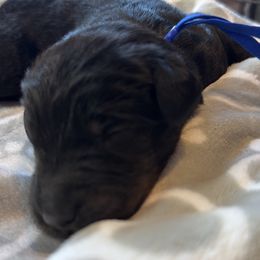 Blue - Black and white male Bernedoodle puppy in Toledo, Ohio from Avery Doodle Day LLC