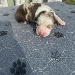 Fred - Red merle male Australian Shepherd puppy in Laotto, Indiana from Circle B working Aussies