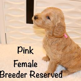 Pink - Apricot female Goldendoodle puppy in Maryville, Tennessee from Twin City Doodles