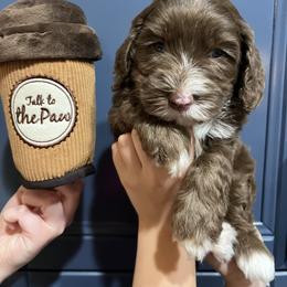 Espresso - Chocolate female Australian Labradoodle puppy in Orange, California from Little Kingdom Doodles