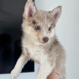Winter - Merle female Pomsky puppy in Goodyear, Arizona from Velvet Pomskies