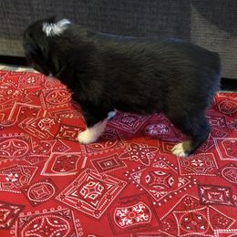 "Blaze-Female-Black Tri - $600" Australian Shepherd Puppies from 101 Aussies