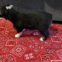 "Blaze-Female-Black Tri - $600" Australian Shepherd Puppies from 101 Aussies