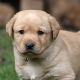 Labrador Retrievers from Wooten Retrievers