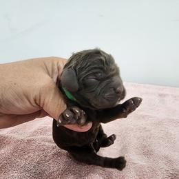 AKC Pig Pen - Sable male Cocker Spaniel puppy in New Market, Tennessee from Down in the Holler