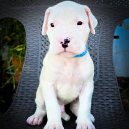 Boy 1 Gideon - White male Dogo Argentino puppy in San Diego, California from Debonair Dogos