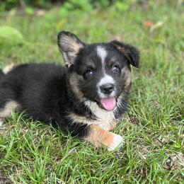 Dash Fluffy - Black and white male Cardigan Welsh Corgi puppy in Hope, Arkansas from Foxy Knoll Farm